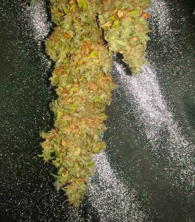 Сорт Delicious Candy fem (Delicious Seeds) Сорт Delicious Candy fem (Delicious Seeds) — изображение 3