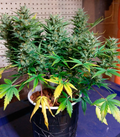 2 Fast 2 Vast auto fem (Heavyweight Seeds) 2 Fast 2 Vast auto fem (Heavyweight Seeds) — изображение 4