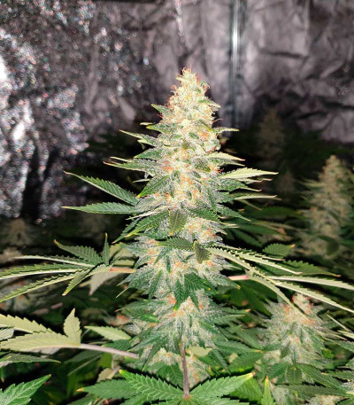 Сорт Delicious Candy fem (Delicious Seeds) Сорт Delicious Candy fem (Delicious Seeds) — изображение 4