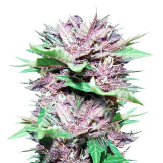 Семена сорта Auto Dark Purple fem (Delicious Seeds) Семена сорта Auto Dark Purple fem (Delicious Seeds)