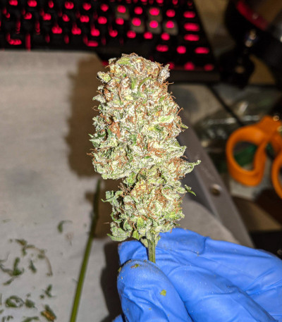 Семена сорта Auto Anesthesia fem (Pyramid Seeds) Семена сорта Auto Anesthesia fem (Pyramid Seeds) — изображение 4