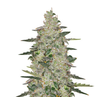 Семена сорта Auto Anesthesia fem (Pyramid Seeds) Семена сорта Auto Anesthesia fem (Pyramid Seeds)