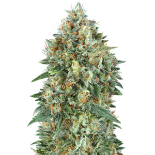 Семена сорта Auto Gelato #33 fem (Advanced Seeds) Семена сорта Auto Gelato #33 fem (Advanced Seeds)
