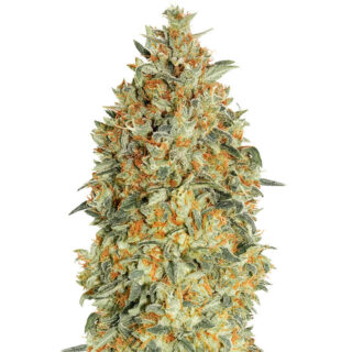 Семена сорта Auto Gorilla Blue fem (Advanced Seeds) Семена сорта Auto Gorilla Blue fem (Advanced Seeds)