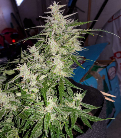 Auto Night Queen fem Auto Night Queen fem — изображение 2