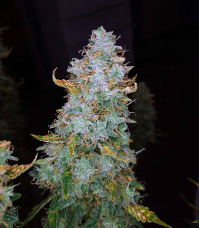 Auto Night Queen fem Auto Night Queen fem