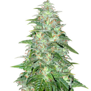 Сорт Auto Northern Lights fem (Pyramid Seeds) Сорт Auto Northern Lights fem (Pyramid Seeds)