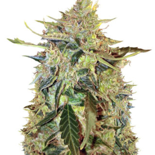 Auto American Pie fem (Pyramid Seeds) Auto American Pie fem (Pyramid Seeds)