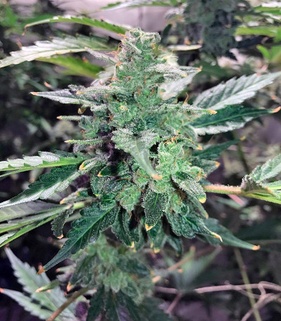 Семена сорта Auto Anesthesia fem (Pyramid Seeds) Семена сорта Auto Anesthesia fem (Pyramid Seeds) — изображение 3