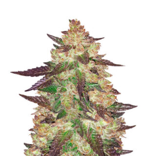 Семена сорта Black Cherry Punch fem (Pyramid Seeds) Семена сорта Black Cherry Punch fem (Pyramid Seeds)
