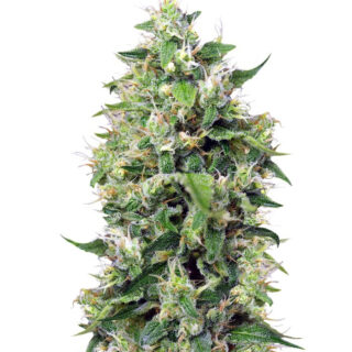 Семена сорта Sweet Amnesia Haze XL Auto (Blow Mind Auto) fem (Sweet Seeds) Семена сорта Sweet Amnesia Haze XL Auto (Blow Mind Auto) fem (Sweet Seeds)