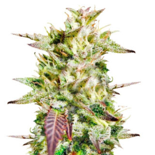 Семена сорта Caramelo Early Version fem (Delicious Seeds) Семена сорта Caramelo Early Version fem (Delicious Seeds)