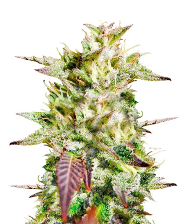 Семена сорта Caramelo Early Version fem (Delicious Seeds) Семена сорта Caramelo Early Version fem (Delicious Seeds)