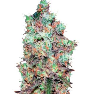 Cotton Candy Kush fem (Delicious Seeds) Cotton Candy Kush fem (Delicious Seeds)