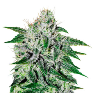 Critical Jack Herer fem (Delicious Seeds) Critical Jack Herer fem (Delicious Seeds)