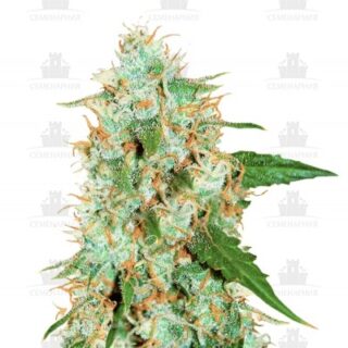 Critical Neville Haze 2.0 fem (Delicious Seeds) Critical Neville Haze 2.0 fem (Delicious Seeds)
