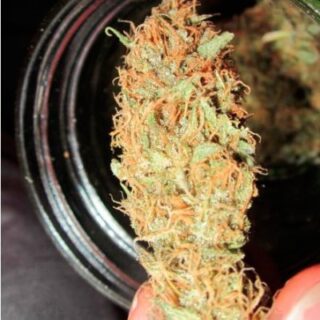 Kali Mist fem (Delicious Seeds) Kali Mist fem (Delicious Seeds)