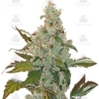 Cheese fem (GHS) Cheese fem (GHS)