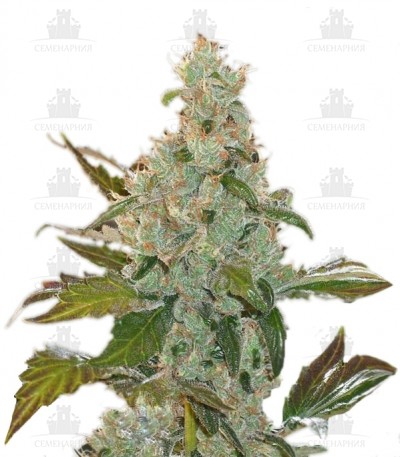 Cheese fem (GHS) Cheese fem (GHS)
