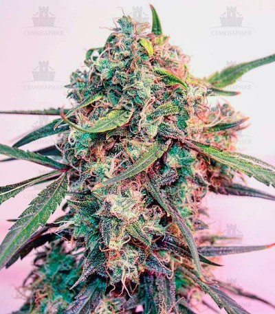Cheese fem (GHS) Cheese fem (GHS) — изображение 3
