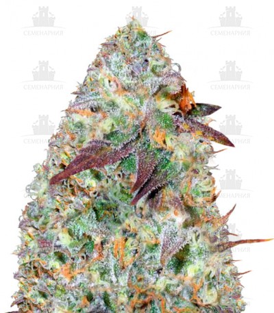Chocodope fem (Victory Seeds) Chocodope fem (Victory Seeds)