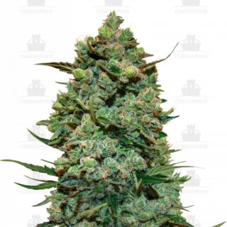 Сорт Cookies Kush fem (Barney's Farm) Сорт Cookies Kush fem (Barney's Farm)