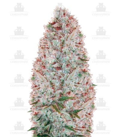Critical fem (Victory Seeds) Critical fem (Victory Seeds)