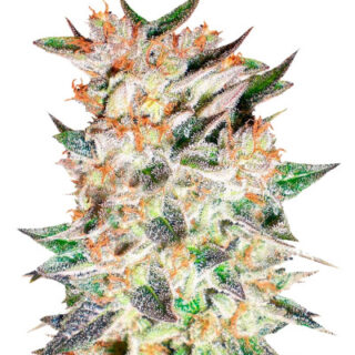 Семена сорта Delicious Candy Auto (Delicious Seeds) Семена сорта Delicious Candy Auto (Delicious Seeds)