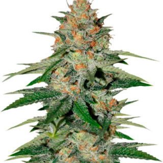 Сорт Delicious Candy fem (Delicious Seeds) Сорт Delicious Candy fem (Delicious Seeds)