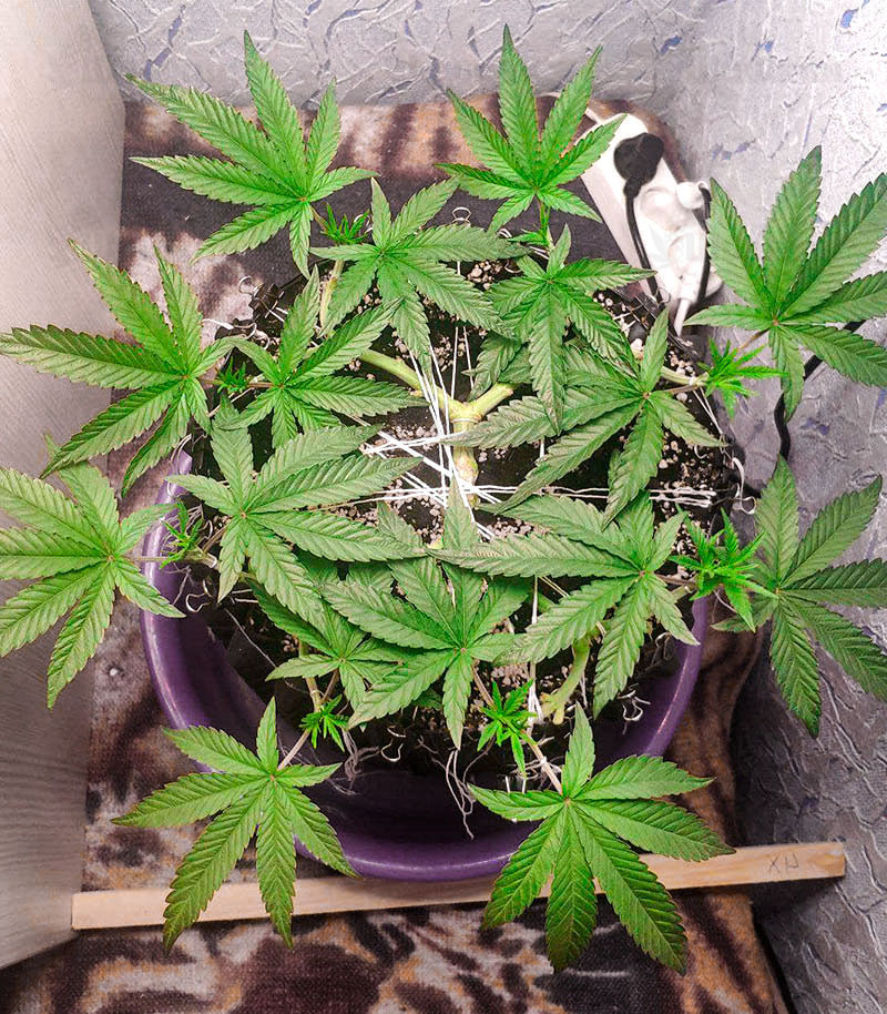 Семена сорта DO-SI-DOS fem (Cali Buds Seeds) Семена сорта DO-SI-DOS fem (Cali Buds Seeds) — изображение 3