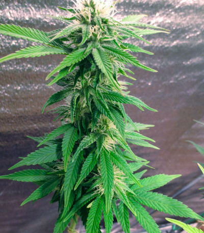 Eleven Roses fem (Delicious Seeds) семена конопли Eleven Roses fem (Delicious Seeds) семена конопли — изображение 5