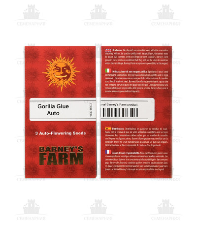 Gorilla Glue Auto fem (Barney's Farm) Gorilla Glue Auto fem (Barney's Farm) — изображение 2