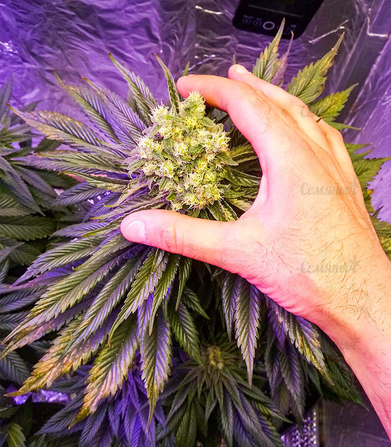 Семена сорта Gelato #33 Fast fem (Advanced Seeds) Семена сорта Gelato #33 Fast fem (Advanced Seeds) — изображение 2