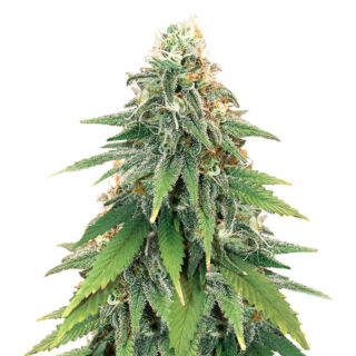 Godzilla Glue #4 fem (Herbies Seeds) Godzilla Glue #4 fem (Herbies Seeds)