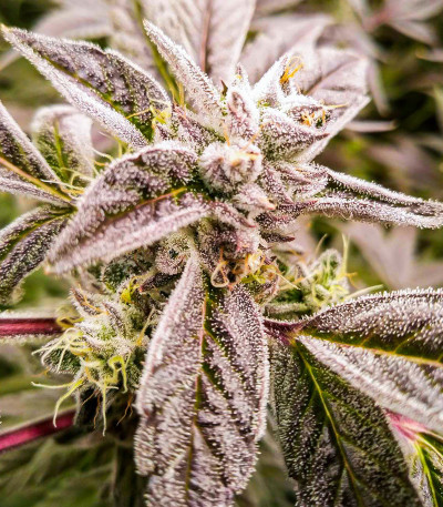 Сорт Golosa fem (Delicious Seeds) Сорт Golosa fem (Delicious Seeds) — изображение 3