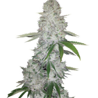 Gorilla Glue Auto (FastBuds) семена конопли Gorilla Glue Auto (FastBuds) семена конопли