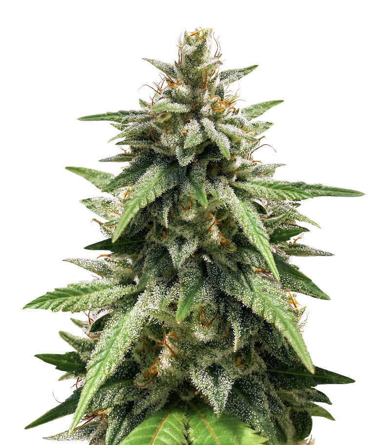 Gorilla Glue #4 fem (Blimburn Seeds) семена конопли Gorilla Glue #4 fem (Blimburn Seeds) семена конопли