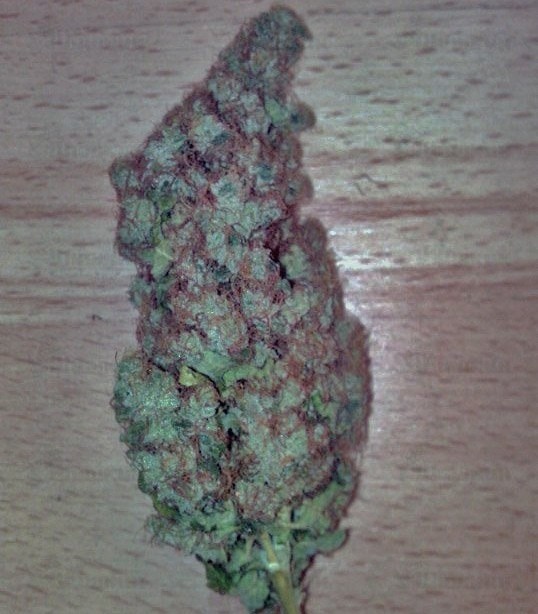 Haze Berry fem (RQS) семена конопли Haze Berry fem (RQS) семена конопли — изображение 4