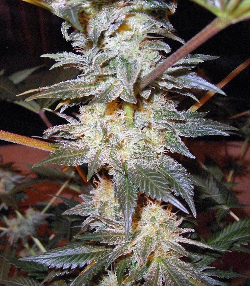 Семена сорта Jacky White fem (Paradise Seeds) Семена сорта Jacky White fem (Paradise Seeds) — изображение 2