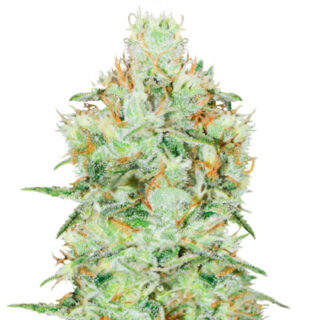 Сорт Jagg Kush fem (Delicious Seeds) Сорт Jagg Kush fem (Delicious Seeds)