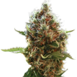 Семена сорта Lucid Bolt fem (Paradise Seeds) Семена сорта Lucid Bolt fem (Paradise Seeds)
