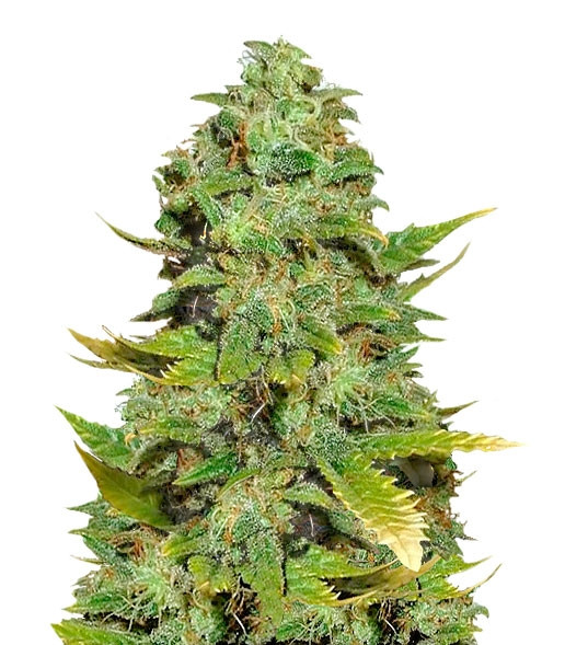 Семена сорта Mango Skunk regular (Nirvana Seeds) Семена сорта Mango Skunk regular (Nirvana Seeds)
