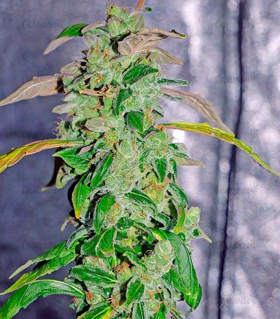 Massive Midget auto fem (Heavyweight Seeds) Massive Midget auto fem (Heavyweight Seeds) — изображение 4