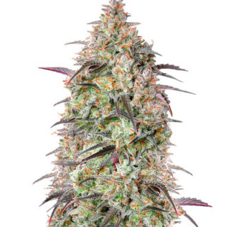 Mimosa Cake Auto fem (FastBuds)