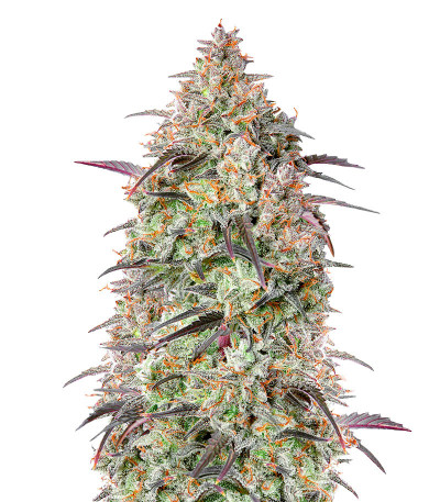 Mimosa Cake Auto fem (FastBuds) Mimosa Cake Auto fem (FastBuds)
