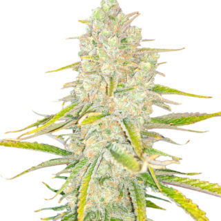Семена сорта Monster Gelato fem (Monster Genetics) Семена сорта Monster Gelato fem (Monster Genetics)