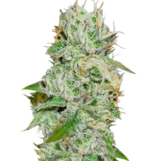 Семена сорта Original Juan Herer fem (Delicious Seeds) Семена сорта Original Juan Herer fem (Delicious Seeds)