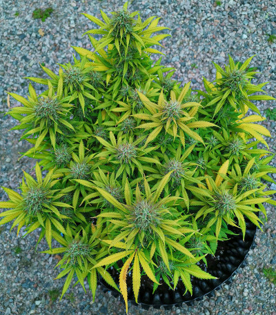 Сорт Original Auto Critical fem (FastBuds) Сорт Original Auto Critical fem (FastBuds) — изображение 4