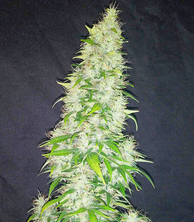 Сорт Original Auto Critical fem (FastBuds) Сорт Original Auto Critical fem (FastBuds) — изображение 3
