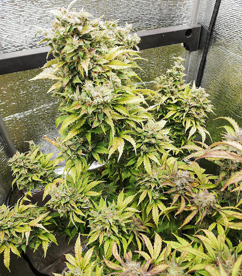 Семена сорта Original Auto Russian fem (FastBuds) Семена сорта Original Auto Russian fem (FastBuds) — изображение 2